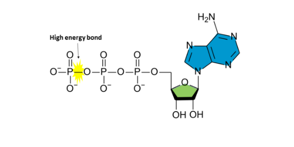 Adenosine Triphosphate (ATP) – required for creation of new cells.