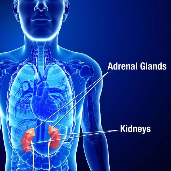 adrenal fatigue kidney pain